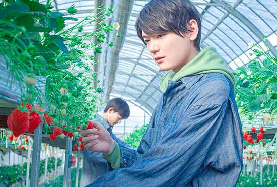 Mitsuomi y Yamato en la granja de fresas